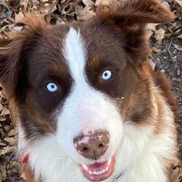 Aussiedoodles and Australian Shepherds from Queen Bee Aussies