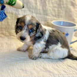 Wilks - Dapple male Dachshund puppy in Hensley, Arkansas from The Dachshund Barn