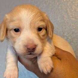 Boy 2 - Piebald male Dachshund puppy in Battle Ground, Washington from Ferguson's Bulldogs