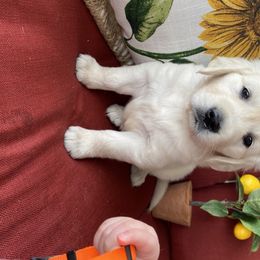 Golden Retriever Puppies from Autumn Lane Goldens