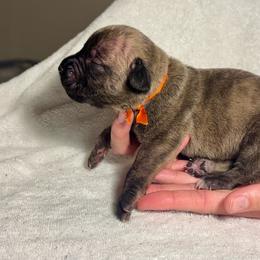 Orange Collar Male - Tiger male Perro de Presa Canario puppy in Raleigh, North Carolina from Kings Court Kennel