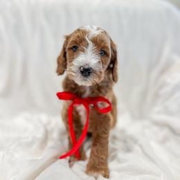 Thumper - Red  male Goldendoodle puppy in Sulphur, Louisiana from Curly Q’s Of Carlyss