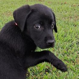 Pemi (was Nova) - Black female Labrador Retriever puppy in Commerce, Oklahoma from Standing Water Kennels