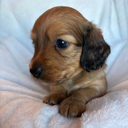 Graham - Sable male Dachshund puppy in West Plains, Missouri from Little Legs Legacy