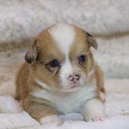 CKC Red Merle Female - Red merle and white female American Corgi puppy in Clovis, New Mexico from Sweet & Salty Cowdogs
