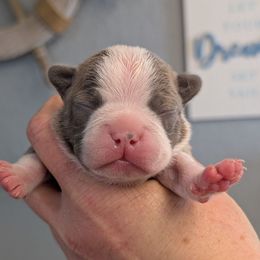 Blue boy 5 - Blue male Boston Terrier puppy in Oak Hills, California from All American Boston Terriers