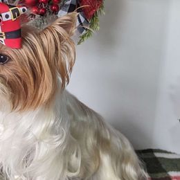 Spirit - Yorkshire Terrier
