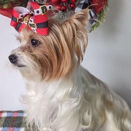 Spirit - Yorkshire Terrier
