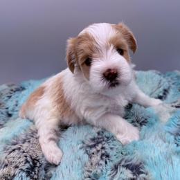 Holland - Parti female Miniature Schnauzer puppy in Russell, Kentucky from Marjorie's Simply Schnauzer