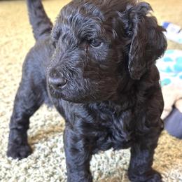 Girl 1 - Double Doodle puppy in Valley Village, California from Delicious Double Doodles