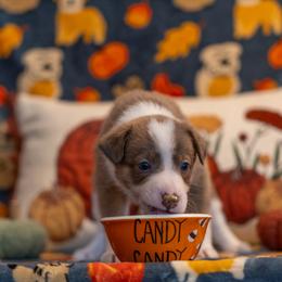 Border Collie, Papillon, Sporty Mix, and Whippet Puppies from Old Hemp Border Collies / Open Horizon Sport Dogs