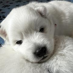Koda (Japanese meaning 'Rice Paddy of Happines and Friend-Companion') - White male Japanese Spitz puppy in Pickerington, Ohio from Mika Japanese Spitz