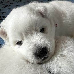 Koda (Japanese meaning 'Rice Paddy of Happines and Friend-Companion') - White male Japanese Spitz puppy in Pickerington, Ohio from Mika Japanese Spitz