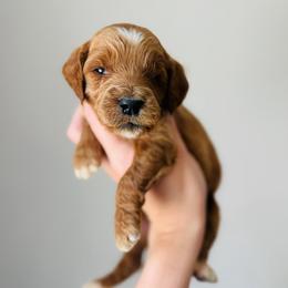 Scout - Apricot male Goldendoodle puppy in Auburn, Indiana from Martin’s Doodles
