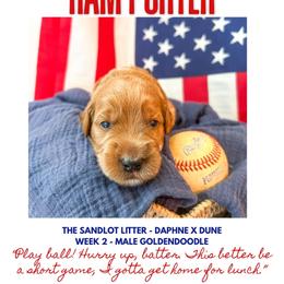 Ham Porter - Apricot male Goldendoodle puppy in Marietta, Georgia from Reece + Co Doodles & Poodles
