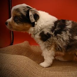 Gus - Blue merle male Miniature American Shepherd puppy in Valley Springs, California from Raindance Ranch