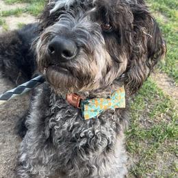 Dachshund, Labradoodle, and Labrador Retriever All Grown Up from Muddy Bay Kennels