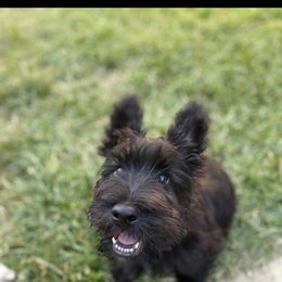 Scotty - Miniature Schnauzer