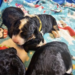 Max - Tri-color male Bernedoodle puppy in Candia, New Hampshire from Joyful Pastures Homestead