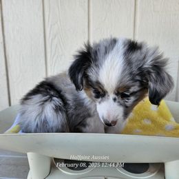 Crystal - Toy Australian Shepherd puppy from Halfpint Aussies