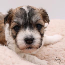 Mr. Elton - Gold sable male Havanese puppy in Hendersonville, North Carolina from Grayfinn House