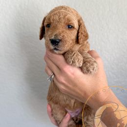 Whitney (pink collar) - Apricot female Goldendoodle puppy in Murrieta, California from Apricot Poodles & Goldendoodles, LLC
