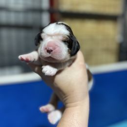 Aura - Red and white female English Springer Spaniel puppy in Eastman, Georgia from Mossy Creek Springers