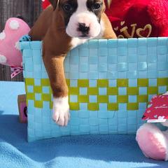 Boxer Puppies from Cerise's Boxers