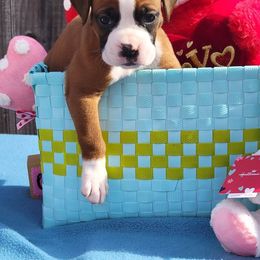 Boxer Puppies from Cerise's Boxers