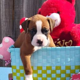 Boxer Puppies from Cerise's Boxers
