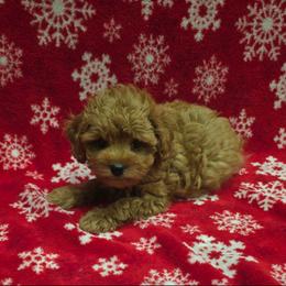 Penny - Red female Cavapoo puppy in Copan, Oklahoma from Lebel Cavapoos
