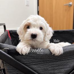 Acorn - Parti male Goldendoodle puppy in Gilbert, Arizona from Doodle Bliss