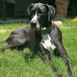 Porsche - Black female Great Dane puppy in Texas from 5T Danes