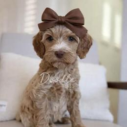 Hera - Apricot female Goldendoodle puppy in Gilbert, Arizona from Doodle Bliss