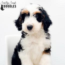 Aiden - male Australian Mountain Doodle puppy in Tipton, Indiana from Country Creek Doodles