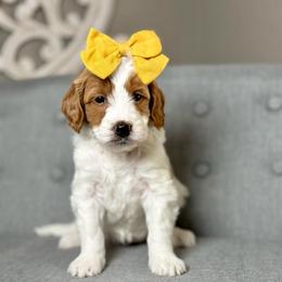 Zinnia - Parti female Goldendoodle puppy in Queen Creek, Arizona from Goldendoodle AZ