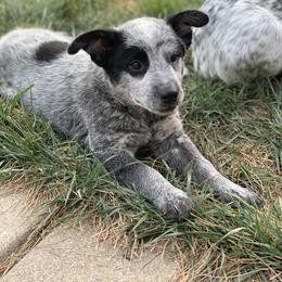 Australian Cattle Dog Puppies from Quarter Acre Farms
