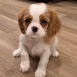 Rosita - Blenheim female Cavalier King Charles Spaniel puppy in Spring Hill, Florida from Stardom Chihuahuas & CKCS