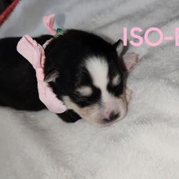 Girl 3 (ISO-BU aka Iso) - Black and white female Pomsky puppy in Norfolk, Virginia from 'Brick'House Couture Pomskies