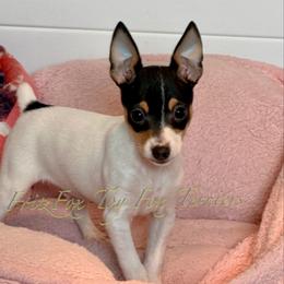Mister - White black and tan male Toy Fox Terrier puppy in Wayne, Oklahoma from FritzFox Toy Fox Terriers