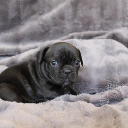 French Bulldog Puppies from Perfect Fit Frenchies