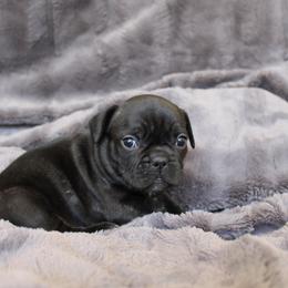 French Bulldog Puppies from Perfect Fit Frenchies