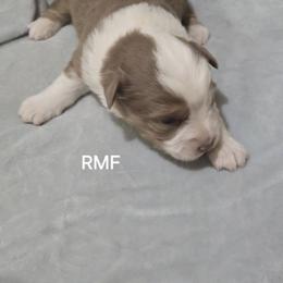Girl 4 - Red merle female Miniature Australian Shepherd puppy in Bend, Oregon from Badlands Toy and Mini Aussies