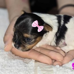 Biewer Terrier and Yorkshire Terrier Puppies from Granny's yorkshire Terrier Modesto California