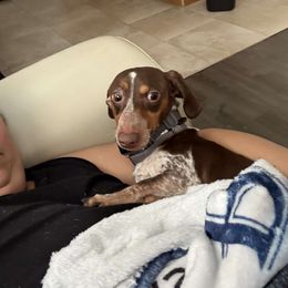 Dachshund Puppies from SouthernMama Doxies