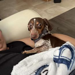 Dachshund Puppies from SouthernMama Doxies