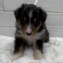 Girl 4 - female Shetland Sheepdog puppy in Zephyrhills, Florida from Highland Shelties & Aussies