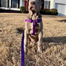 Great Dane Puppies from Night Magic Danes