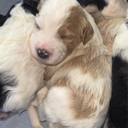 Toasty - Blenheim male Cavapoo puppy in Blanchard, Oklahoma from Curly Q Cavapoos