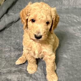 George - Apricot male Goldendoodle puppy in Pasadena, Texas from Toledo Creek Doodles